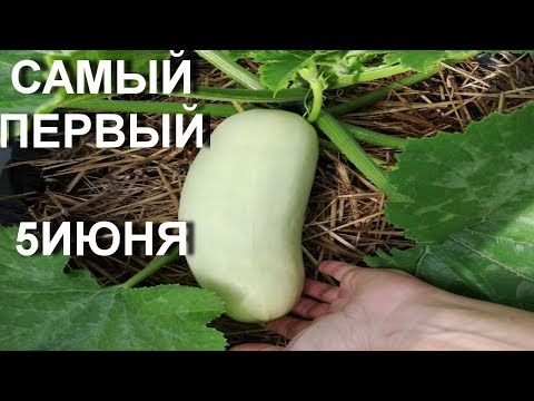 ✔️ ПОСАДКА КАБАЧКОВ ОСОБЫМ СПОСОБОМ. ПЕРВЫЙ УРОЖАЙ УЖЕ 5 ИЮНЯ!