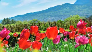Цветущий Весенний Крымflowering Spring Crimea