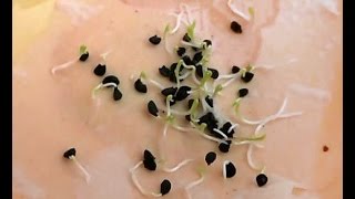 easiest way to germinate any seeds fast and guarantied harley seeds organic freak