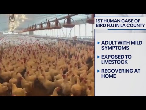 First human case of bird flu confirmed in LA County - YouTube