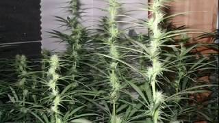 Photon pro 9 & Dutch Passion DesFran  | ledhydroponics