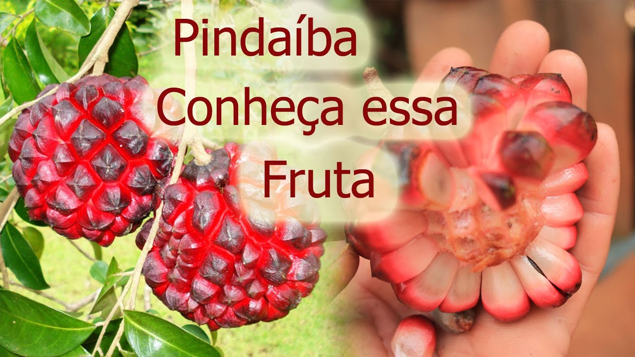 Qual O Significado De Estar Na Pindaíba?