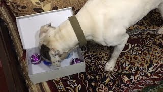 VLOG: УБИРАЮ ЕЛКУ С СОБАКОЙ. ЛЁВА ВОРУЕТ ИГРУШКИ VLOG: УБИРАЮ ЕЛКУ С СОБАКОЙ. ЛЁВА ВОРУЕТ ИГРУШКИ