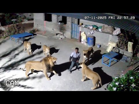 IT'S CRAZY This Is Why India Allows Its Citizens to Be Devoured by Lions Tigers and Leopards