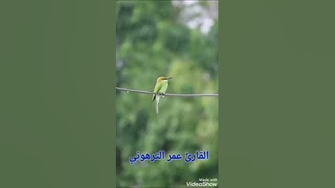 القارئ عمر الترهوني خواتيم سورة النور برواية قالون عن نافع  ALQARI. OMAR. ATTARHONI