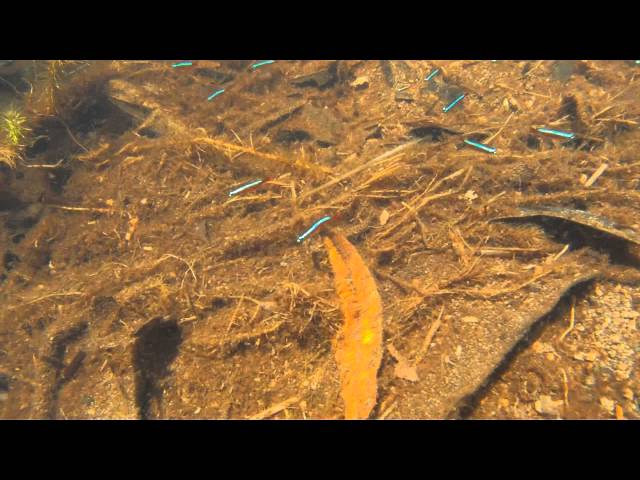 Watch Ornamental fishes in Igarape Cajari, a tributray of Rio Caurés, Amazonas, Brazil on YouTube.