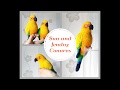 Sun and Jenday Conures - Crochet Art Plush toy