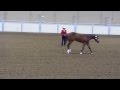 SPP Spider Image, 1st under all 4 judges, SPB Yearling Longeline Class,  June 22, 2013 Ponoka AB