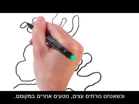 וִידֵאוֹ: חומרי עץ: עלים דקים ולוחות. איזה סוג עץ הוא ידידותי לסביבה? מה זה?