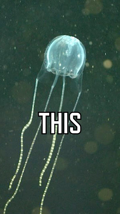 Australia's most DANGEROUS Jellyfish