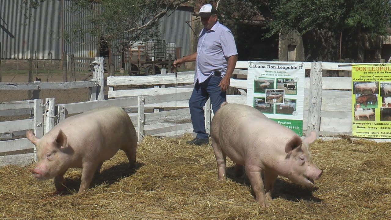 MIGUEL PRARIZZI - PRIMER REMATE 2025