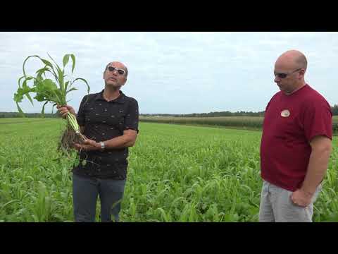 Vidéo: Comment faire pousser de l'herbe de teff : conseils pour planter de l'herbe de teff comme culture de couverture