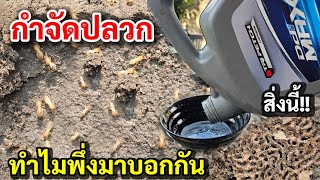 Unbelievable!! An entire termite colony eliminated, and they'll never return! Why did we only jus...