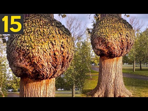 Video: The most unusual tree in the world. Unusual trees of the world: photo