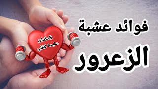 فوائد عشبة الزعرورللقلب