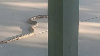 5 foot and 4 foot gopher snakes on patio at the same time