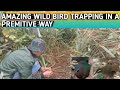 #Philippines #Province #CatchAndReleasedWildBird #Trap HOW TO TRAP WILD BIRDS.