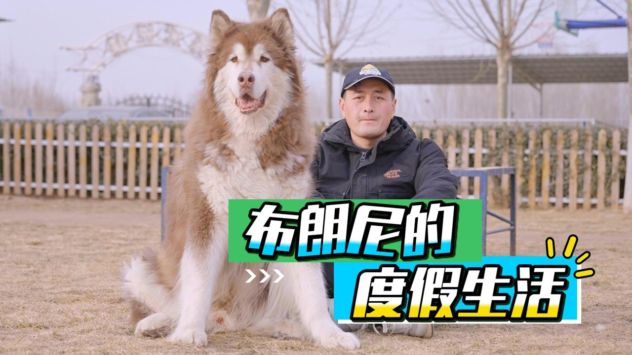 一百多斤大狗“布朗尼”的度假生活！\The vacation life of the over 100 pound big dog 'Brownie'!