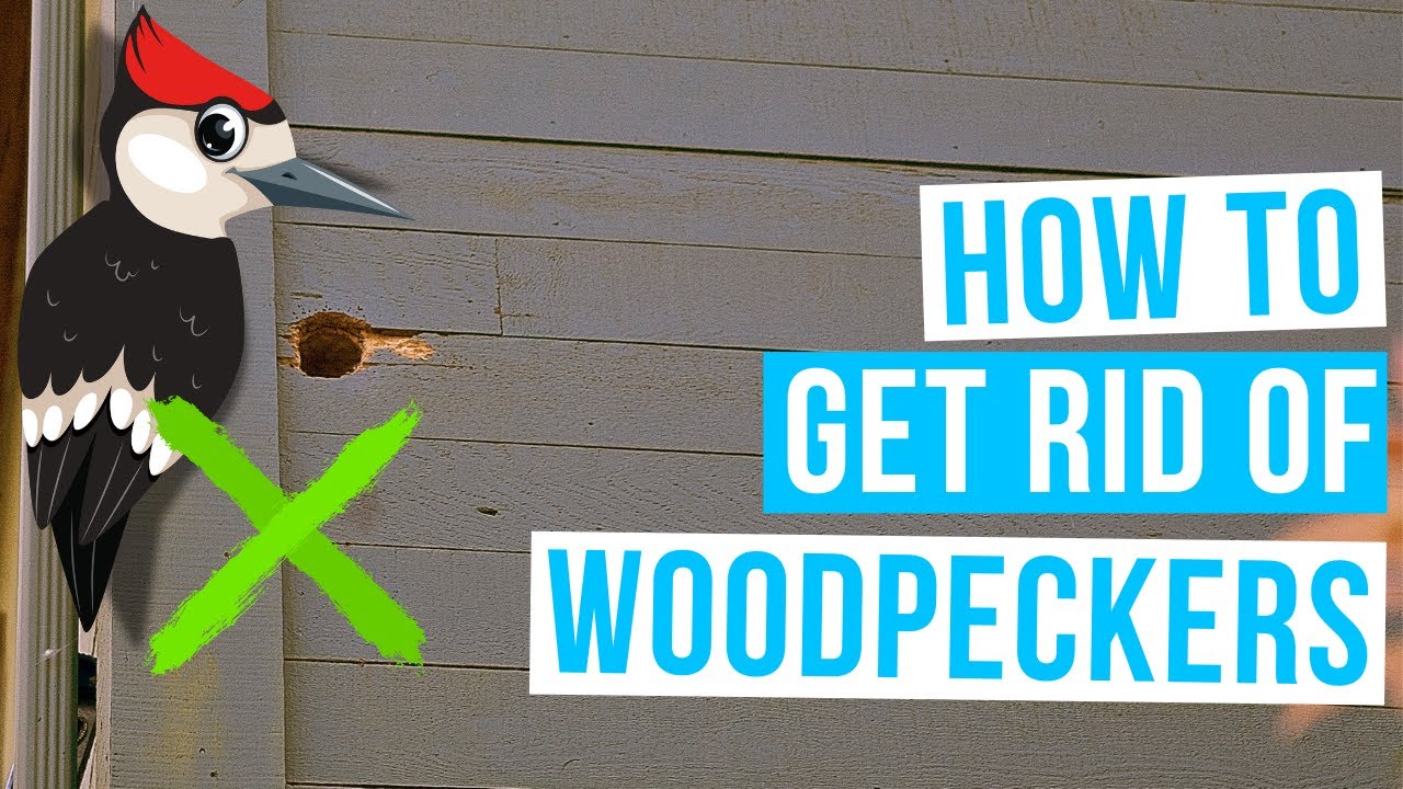 How To GET RID OF WOODPECKERS On House YouTube how-to-get-rid-of-woodpeckers-on-house-youtube