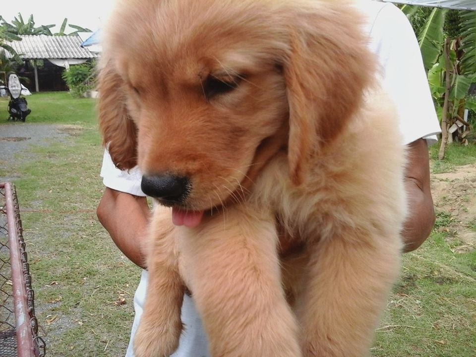 golden retriever pedigree