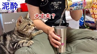 恋人に振られてやけ酒する妹を全力で慰めに来たイケメン猫ｗ
