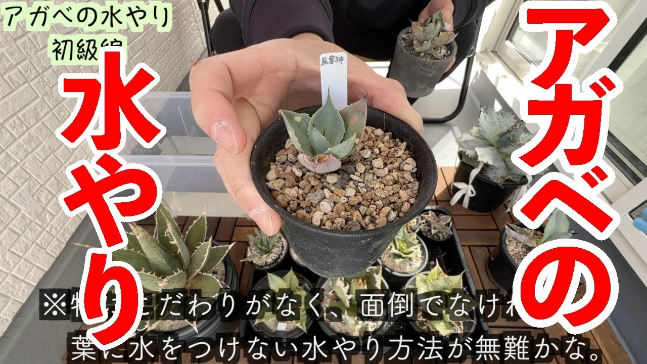 Watering] [How to properly water your agave] How to grow