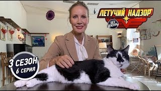 Коты с ожирением! Милая картинка или смертельная угроза! Летучий надзор 3 сезон 6 серия. Коты с ожирением! Милая картинка или смертельная угроза! Летучий надзор 3 сезон 6 серия.