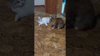 Кошки снежка и машмаш