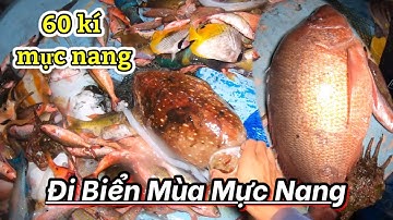 Đi Biển Những Ngày Gió Mạnh | Mực Nang Vào Mùa | scuba diving to catch squid