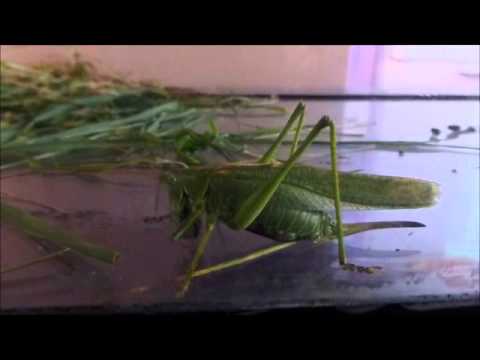 les mouche mange quoi les mouche mange quoi