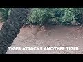 Tiger Attack Ranthambore - T98 vs Noor's cub - Tiger Fight