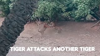 Download Tiger Attack Ranthambore - T98 Vs Noor's Cub - Tiger Fight Video MP3 Tiger Attack Ranthambore - T98 Vs Noor's Cub - Tiger Fight