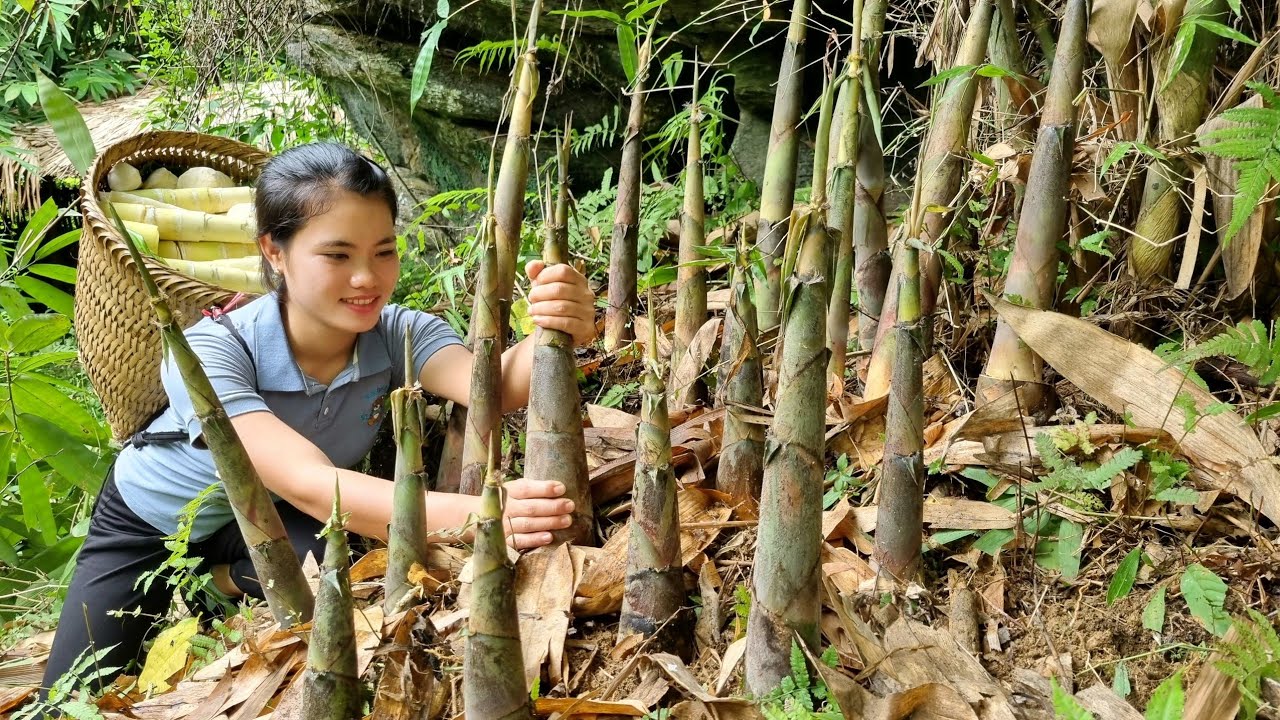 Harvest Bamboo shoots Going to the market to sell & How to Process and
