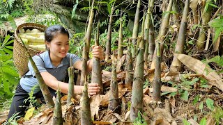 Harvest Bamboo shoots Going to the market to sell & How to Process and Make Sour Bamboo shoots