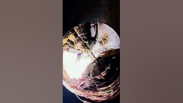 Is the INSTA 360 X3 any good for UNDERWATER VIDEO? Crazy Shots You Have TO See!!