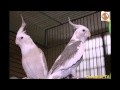 Обучение кореллы петь песню из Семейки Адамсов. Teaching cockatiel.