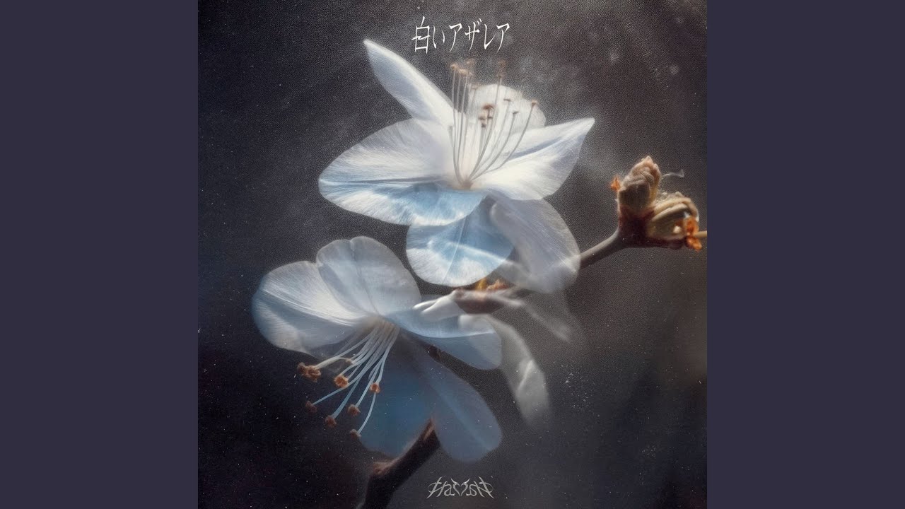 YouTubeで白いアザレアを視聴 YouTubeで白いアザレアを視聴