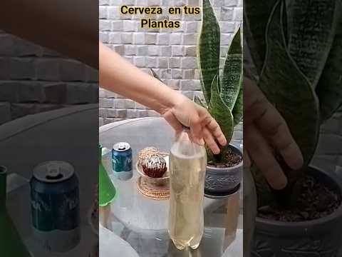 TIERRA dura/prepara este