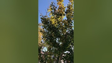Ginkgo Tree Losing Its Leaves