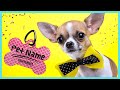 200+ Perfect Dog Names- Male, Female, Unisex UNIQUE Dog Names