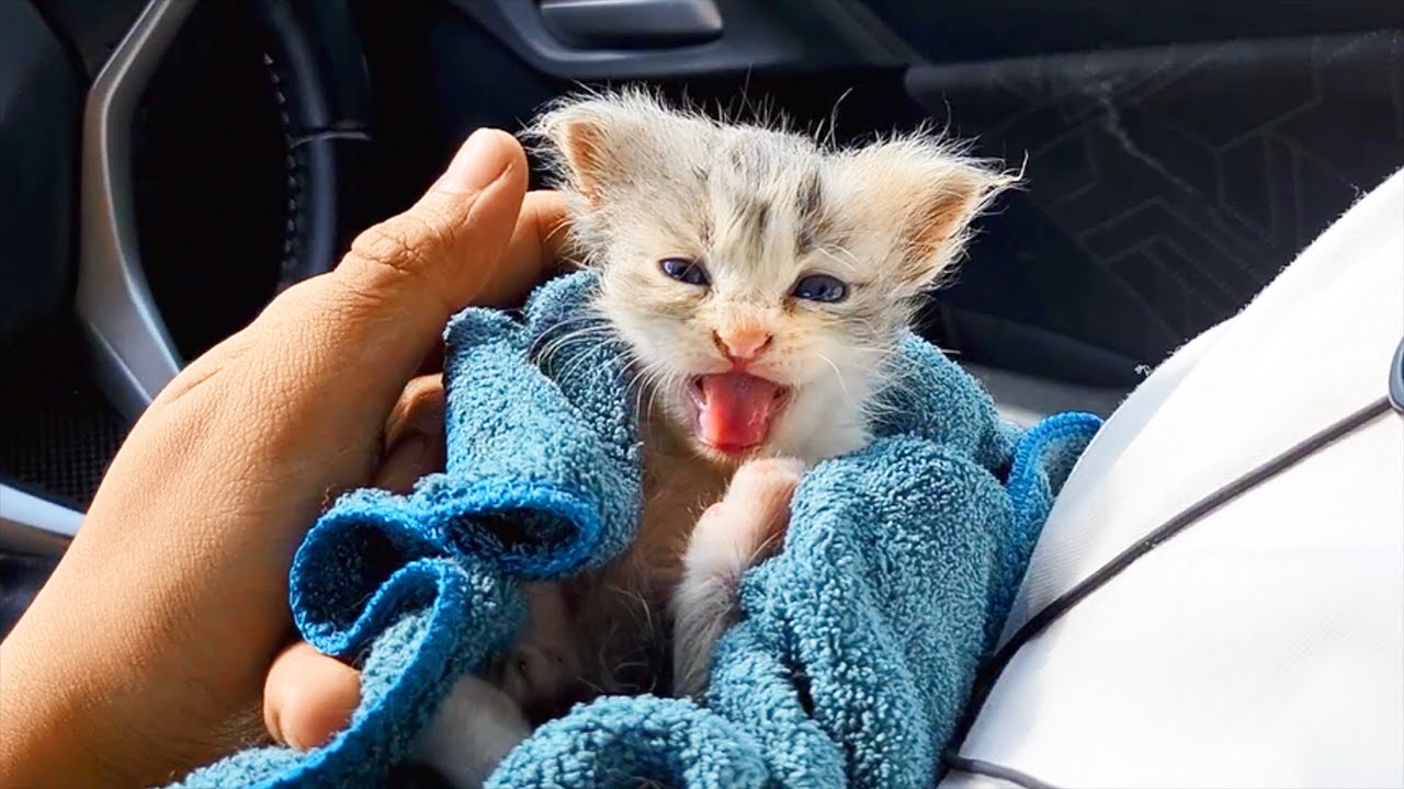 Tiny Kitten meowing loudly for being inside the car for the first time