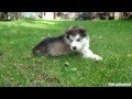 Alaskan Malamute Puppies - 5 weeks old (HD)