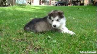 Alaskan Malamute Puppies - 5 weeks old (HD)