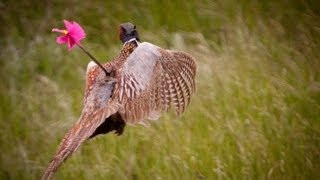 How to Hunt Pheasant with a Bow screenshot 4