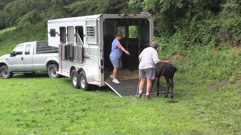 Mark and Marten. Friesian foals. Trailer Loading Lesson June 22 2012