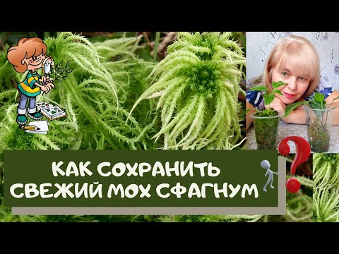 Мои попытки сохранения мха сфагнума.  Условия и реальная действительность, надежда и любопытство