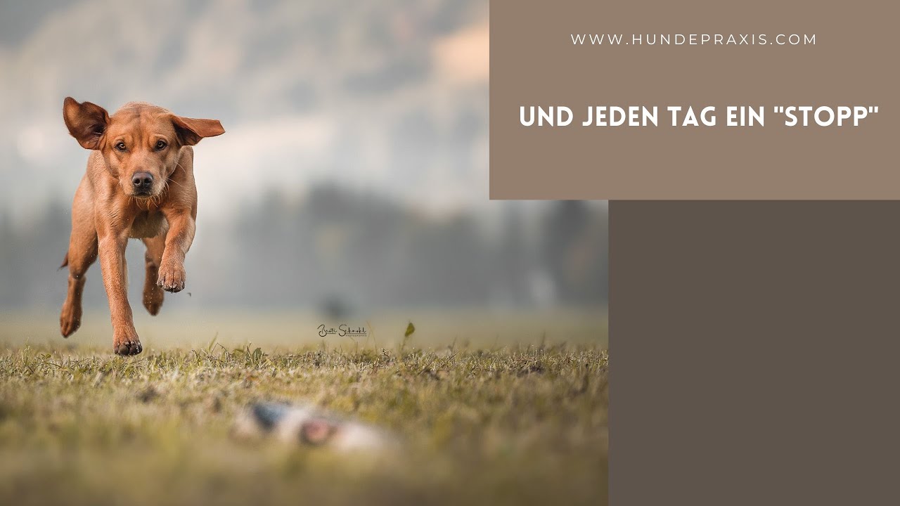 Jody Futterschüssel Stopp mit Ball