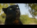 Meet The Leopards! | The Lion Whisperer