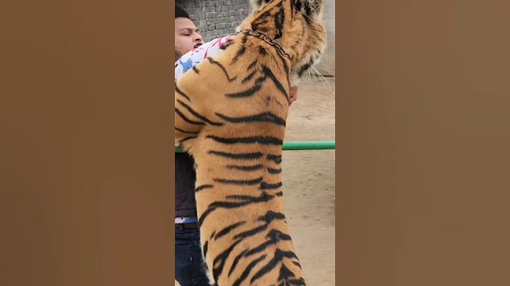 Bengal Tiger Attack Straight to the Neck | Nouman Hassan |