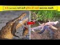 बिजली के झटके से जलाकर कर राख कर देने वाली मछली Electric eel - electric eel facts about electric eel